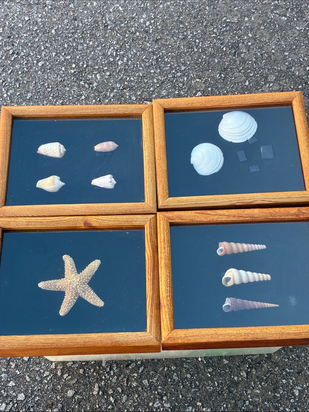Seashell Shadow Box Set in Natural Wood Frame